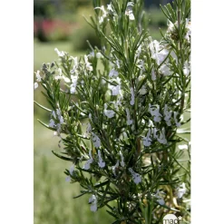 TRUFFAUT - Plant de romarin : pot de 1 litre
