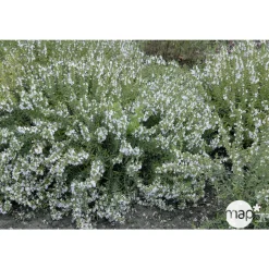 TRUFFAUT - Plant de sarriette vivace : pot de 1 litre