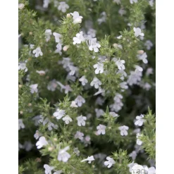 TRUFFAUT - Plant de sarriette vivace : pot de 1 litre
