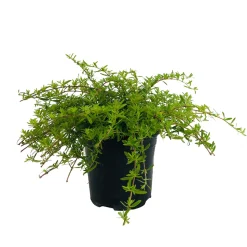 TRUFFAUT - Plant de sarriette vivace : pot de 1 litre