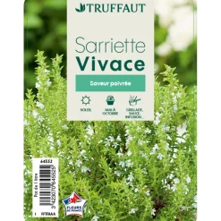 TRUFFAUT - Plant de sarriette vivace : pot de 1 litre
