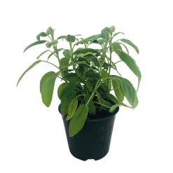 TRUFFAUT - Plant de sauge officinale : pot de 1 litre