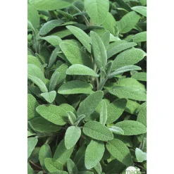 TRUFFAUT - Plant de sauge officinale : pot de 1 litre