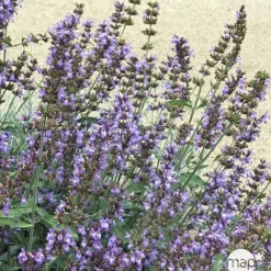 TRUFFAUT - Plant de sauge officinale : pot de 1 litre