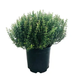 TRUFFAUT - Plant de thym commun : pot de 1 litre