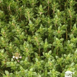 TRUFFAUT - Plant de thym citron : pot de 1 litre