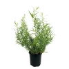 TRUFFAUT - Plant d'estragon : pot de 1 litre