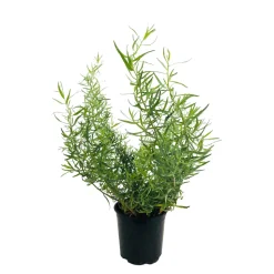 TRUFFAUT - Plant d'estragon : pot de 1 litre