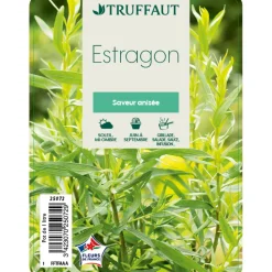TRUFFAUT - Plant d'estragon : pot de 1 litre