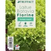 TRUFFAUT - Plants de batavia 'Florine' : barquette de 12 plants