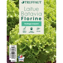 TRUFFAUT - Plants de batavia 'Florine' : barquette de 12 plants