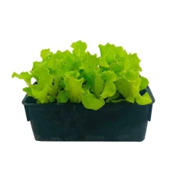 TRUFFAUT - Plants de batavia 'Florine' : barquette de 12 plants