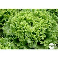TRUFFAUT - Plants de batavia 'Florine' : barquette de 12 plants