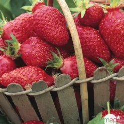 TRUFFAUT - Plants de fraisiers 'Gariguette' : barquette de 6 plants
