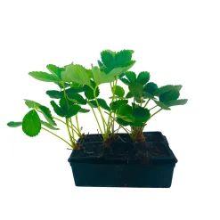 TRUFFAUT - Plants de fraisiers 'Gariguette' : barquette de 6 plants