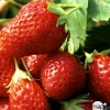 TRUFFAUT - Plants de fraisiers 'Mara des Bois' : barquette de 6 plants