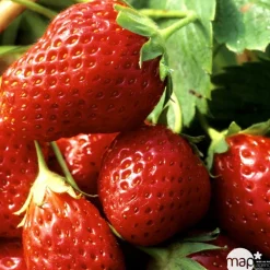 TRUFFAUT - Plants de fraisiers 'Mara des Bois' : barquette de 6 plants