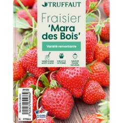 TRUFFAUT - Plants de fraisiers 'Mara des Bois' : barquette de 6 plants
