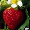 TRUFFAUT - Plants de fraisiers 'Charlotte' : barquette de 6 plants