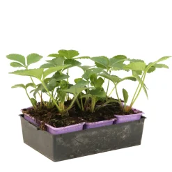 TRUFFAUT - Plants de fraisiers 'Charlotte' : barquette de 6 plants