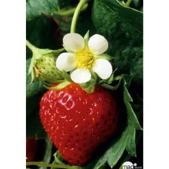 TRUFFAUT - Plants de fraisiers 'Charlotte' : barquette de 6 plants