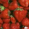 TRUFFAUT - Plants de fraisiers 'Nova Gento' : barquette de 6 plants