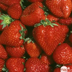 TRUFFAUT - Plants de fraisiers 'Nova Gento' : barquette de 6 plants