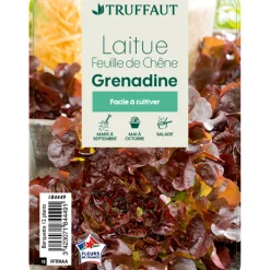 TRUFFAUT - Plants de laitues feuille de chêne 'Grenadine' : barquette 12 plants