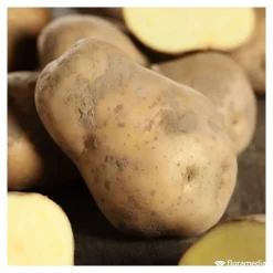 TRUFFAUT - Plants de pommes de terre 'Bintje' en sac - 1,5 kg