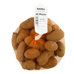 TRUFFAUT - Plants de pommes de terre 'Samba' en filet x25