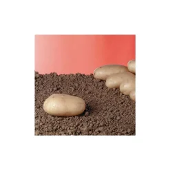 TRUFFAUT - Plants de pommes de terre 'Samba' en filet x25