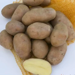 TRUFFAUT - Plants de pommes de terre 'Rosabelle' en filet x10