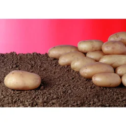 TRUFFAUT - Plants de pommes de terre 'Samba' en sac - 1,5 kg