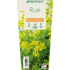 TRUFFAUT - Rue : godet vert