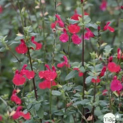 TRUFFAUT - Salvia Grahamii : C3L Marque Truffaut