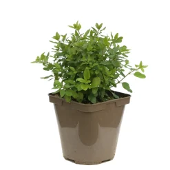 TRUFFAUT - Salvia Grahamii : C3L Marque Truffaut