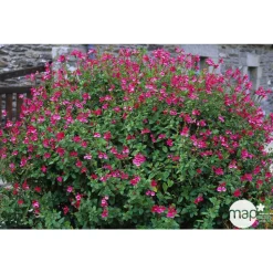 TRUFFAUT - Salvia Grahamii : C3L Marque Truffaut