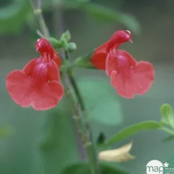 TRUFFAUT - Salvia Grahamii : C3L Marque Truffaut