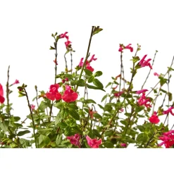 TRUFFAUT - Salvia 'Hot lips' : Pot 7,5L