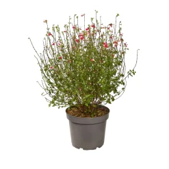 TRUFFAUT - Salvia 'Hot lips' : Pot 7,5L
