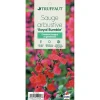 TRUFFAUT - Sauge microphylla 'Royal Bumble' : ctr 3 litres