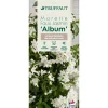 TRUFFAUT - Solanum jasminoïdes 'Album': pot 3L