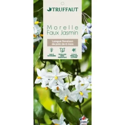 TRUFFAUT - Solanum jasminoïdes: pot 3L