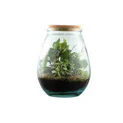 TRUFFAUT - Terrarium 'Darasa' M mix : D.19cm - H.23cm