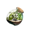 TRUFFAUT - Terrarium Kuego L - D.26xH.26cm