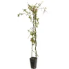 TRUFFAUT - Trachelospermum asiaticum : 3L
