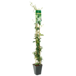 TRUFFAUT - Trachelospermum jasminoides : 3L