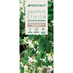 TRUFFAUT - Trachelospermum jasminoides : 3L