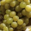 TRUFFAUT - Vigne 'Italia' : pot de 1,5 litres
