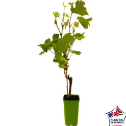 TRUFFAUT - Vigne 'Italia' : pot de 1,5 litres